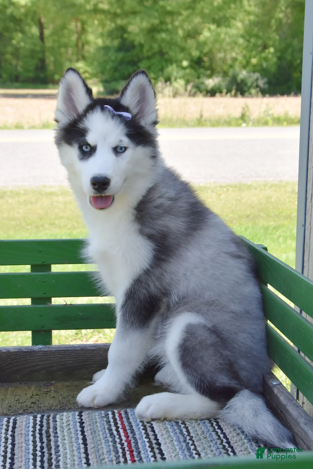 Siberian Husky dogs for sale: Henrietta  - Ad 1