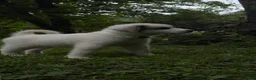 Great Pyrenees dogs for sale: Great Pyrenees pup - Ad 5