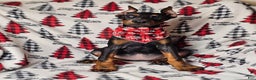 Doberman Pinscher dogs for sale: Zena - Ad 2