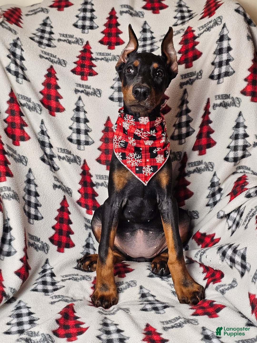 Doberman Pinscher dogs for sale: Zena - Ad 2