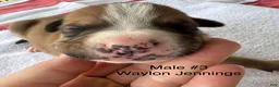 American Bulldog dogs for sale: Waylon Jennings/ Male #3 - Ad 4