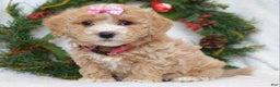 Maltipoo dogs for sale: Lyla - Ad 4