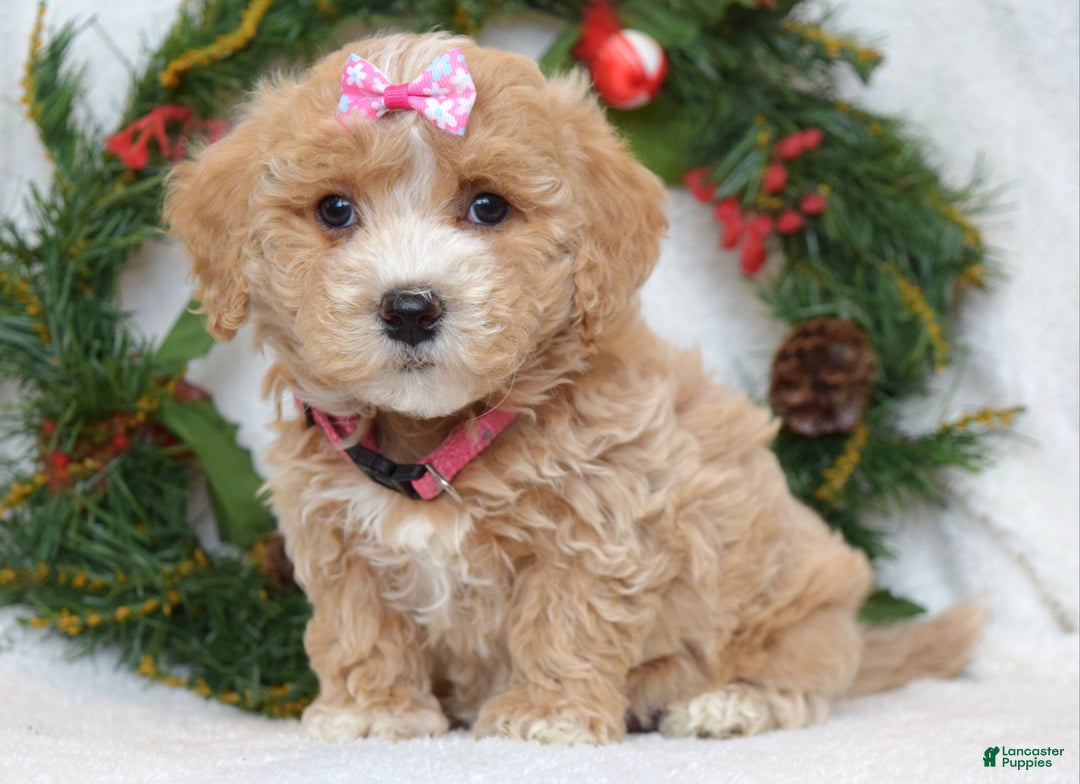 Maltipoo dogs for sale: Lyla - Ad 4
