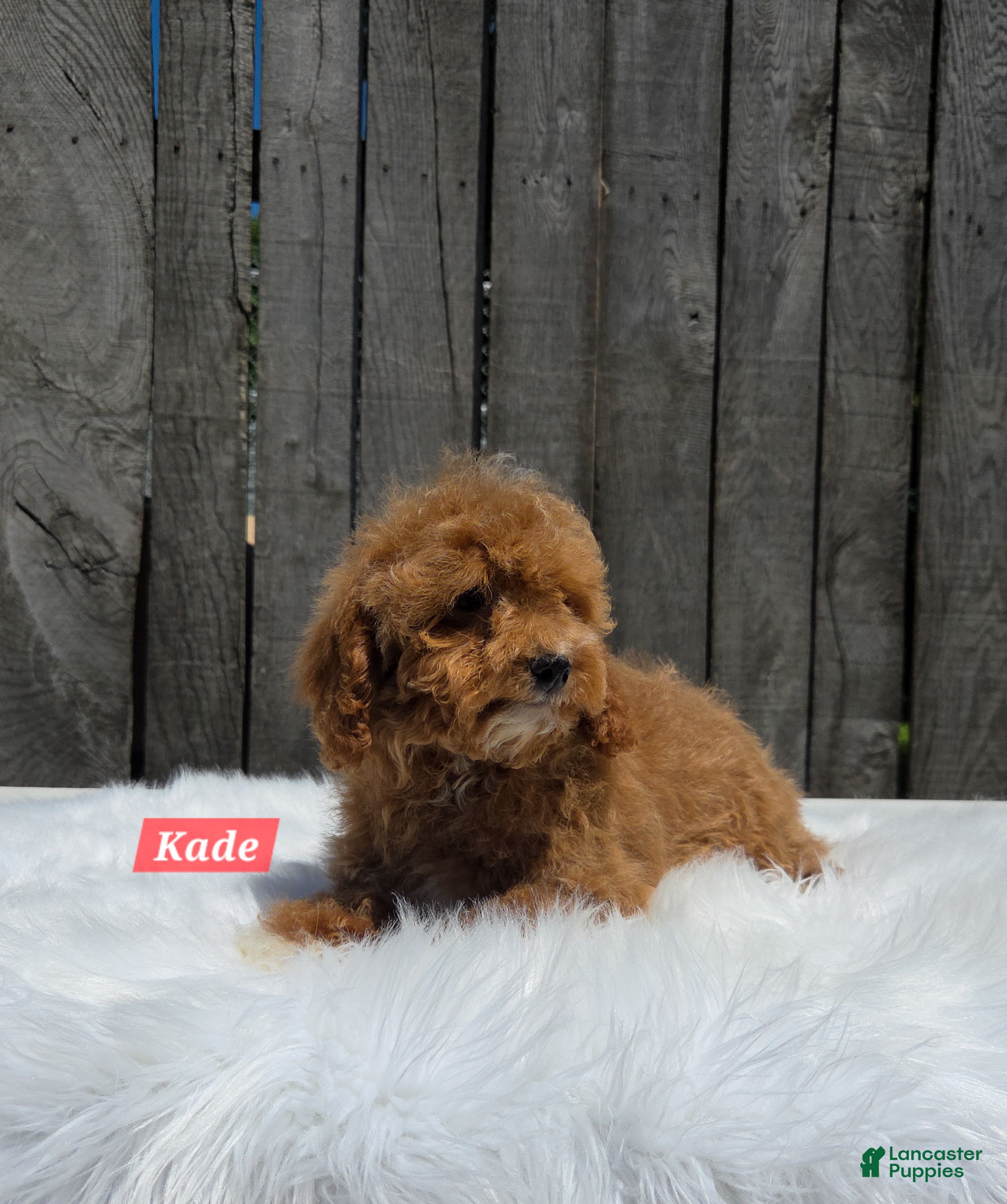 Cavapoo dogs for sale: Kade - Ad 4
