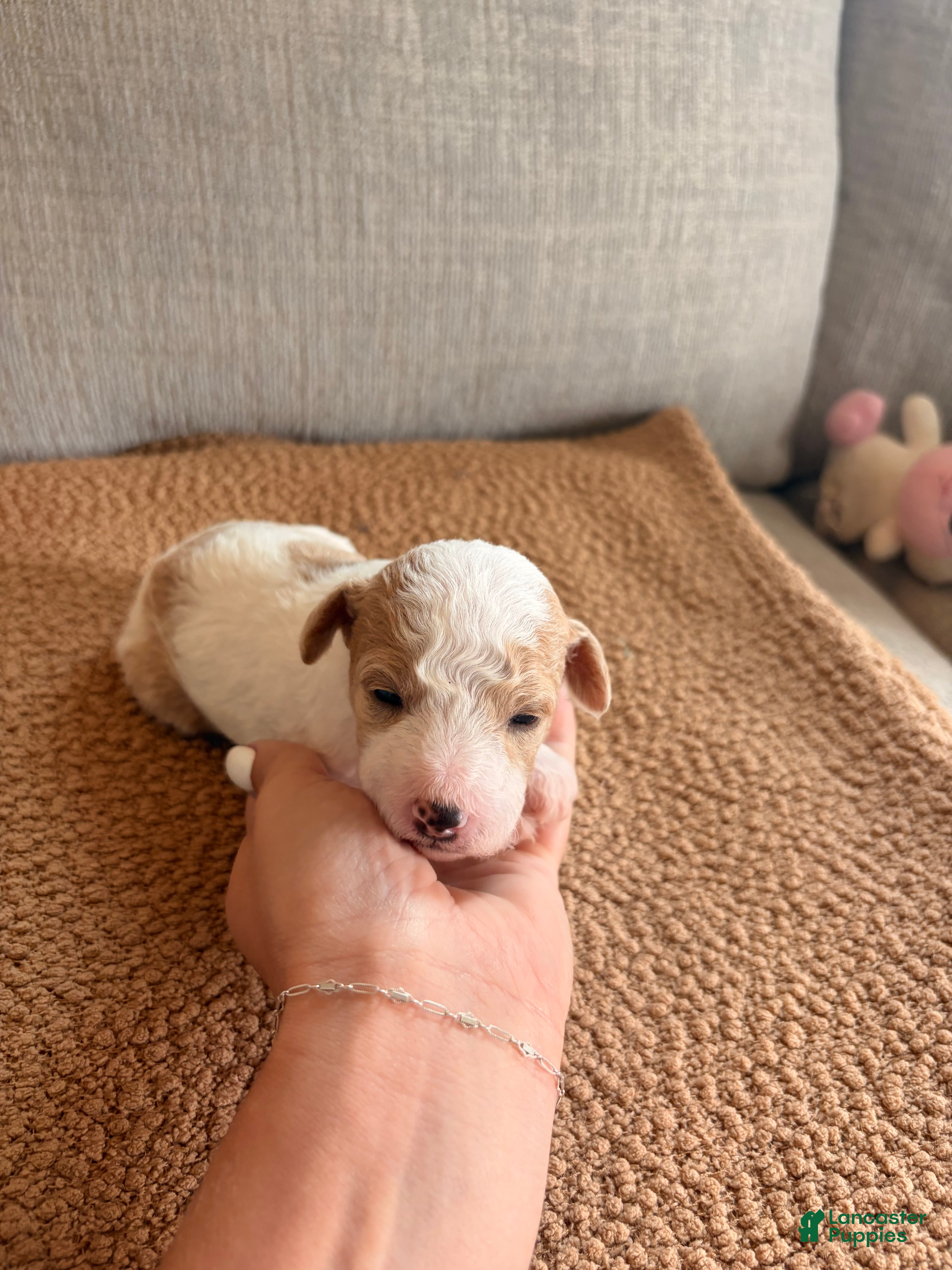 Mini Goldendoodle dogs Buddy - Ad 12