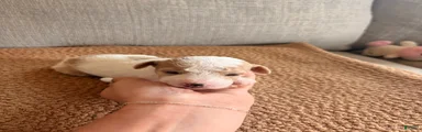 Buddy