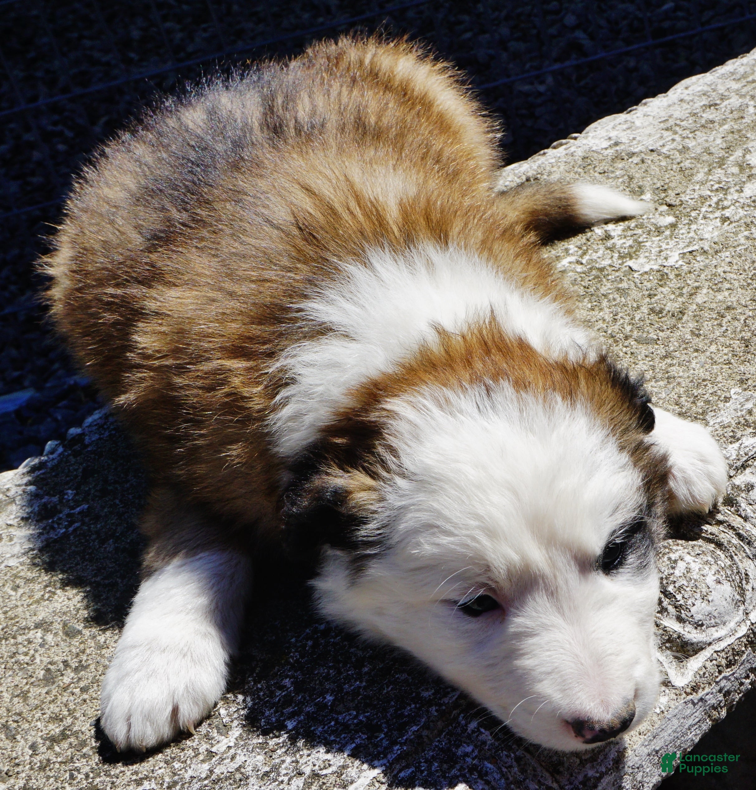 Border Collie dogs BANE - Ad 4