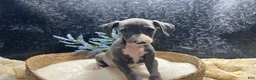 Italian Greyhound dogs for sale: Italian Greyhound 2 - Ad 3