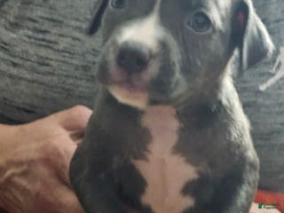 American Pit Bull Terrier dogs Blue Nose Pitbul Cash - Ad 33