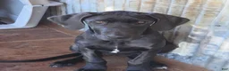 Great Dane dogs for sale: Great Dane 5 - Ad 3