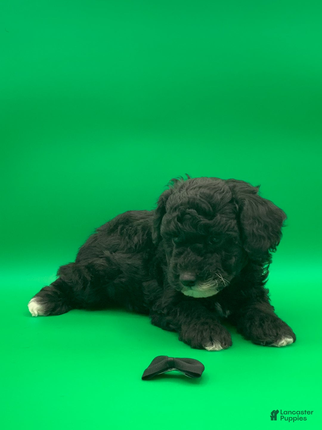 Toy Poodle dogs for sale: Billy - Ad 7