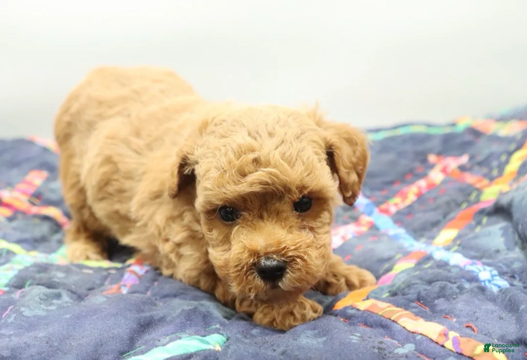 Toy Poodle dogs for sale: Light Red Boy - Ad 6