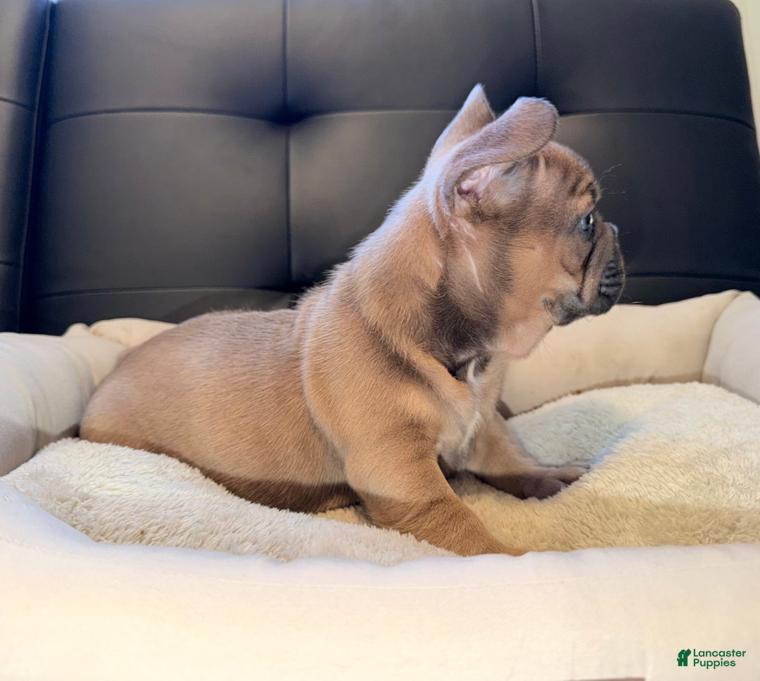 French Bulldog dogs for sale: French Bulldog Puppy 5 - Ad 4