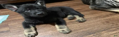 German Shepherd Puppy 1