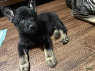 German Shepherd dogs German Shepherd Puppy 1 - Ad 8
