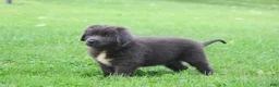 Newfoundland dogs for sale: Ulyssa - Ad 6