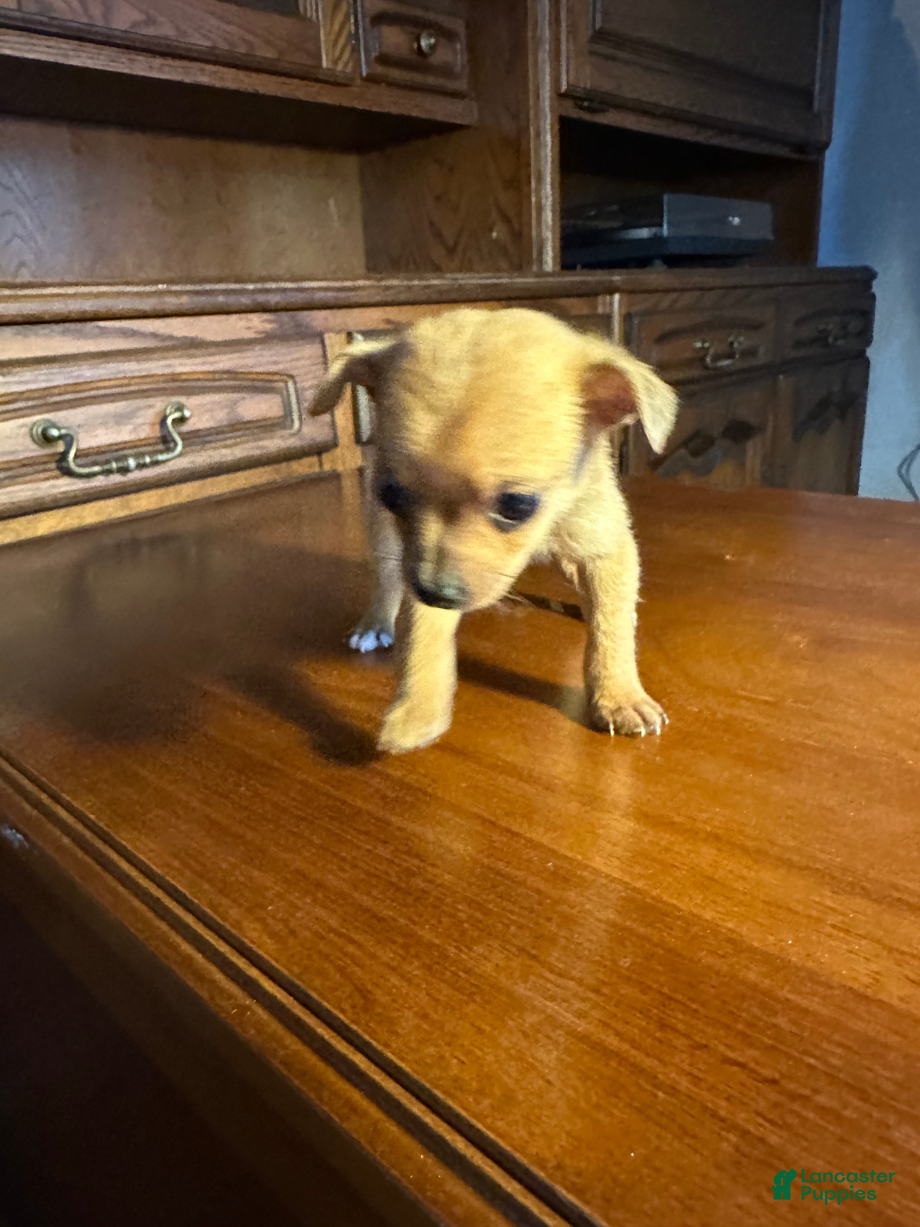 Chihuahua dogs for sale:  Luna - Ad 1