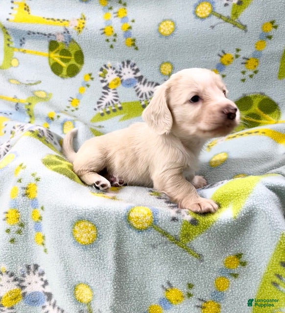 Miniature Dachshund dogs Miniature Dachshund 4 - Ad 20