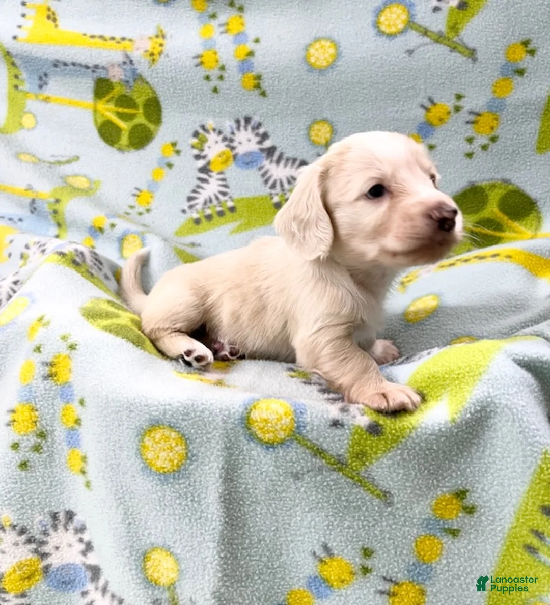 Miniature Dachshund dogs for sale: Miniature Dachshund 4 - Ad 1