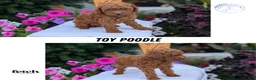 Toy Poodle dogs for sale: Zion - Ad 11