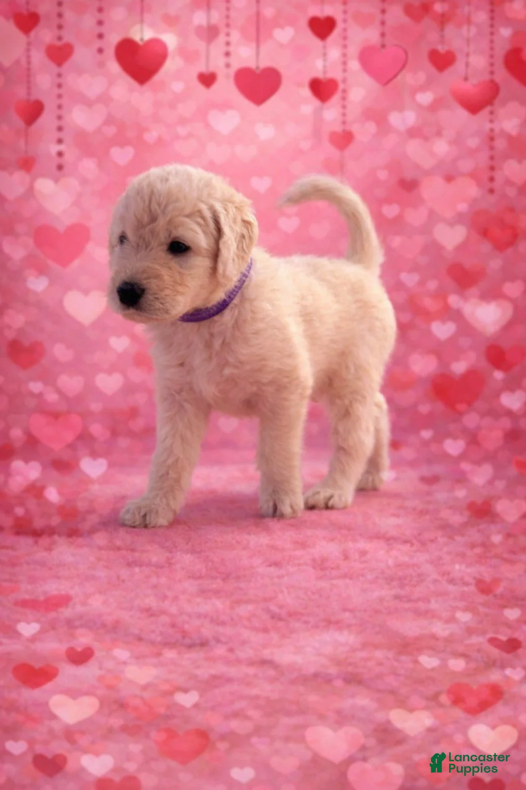 Labradoodle dogs for sale: Labradoodle Puppy 5 - Ad 2