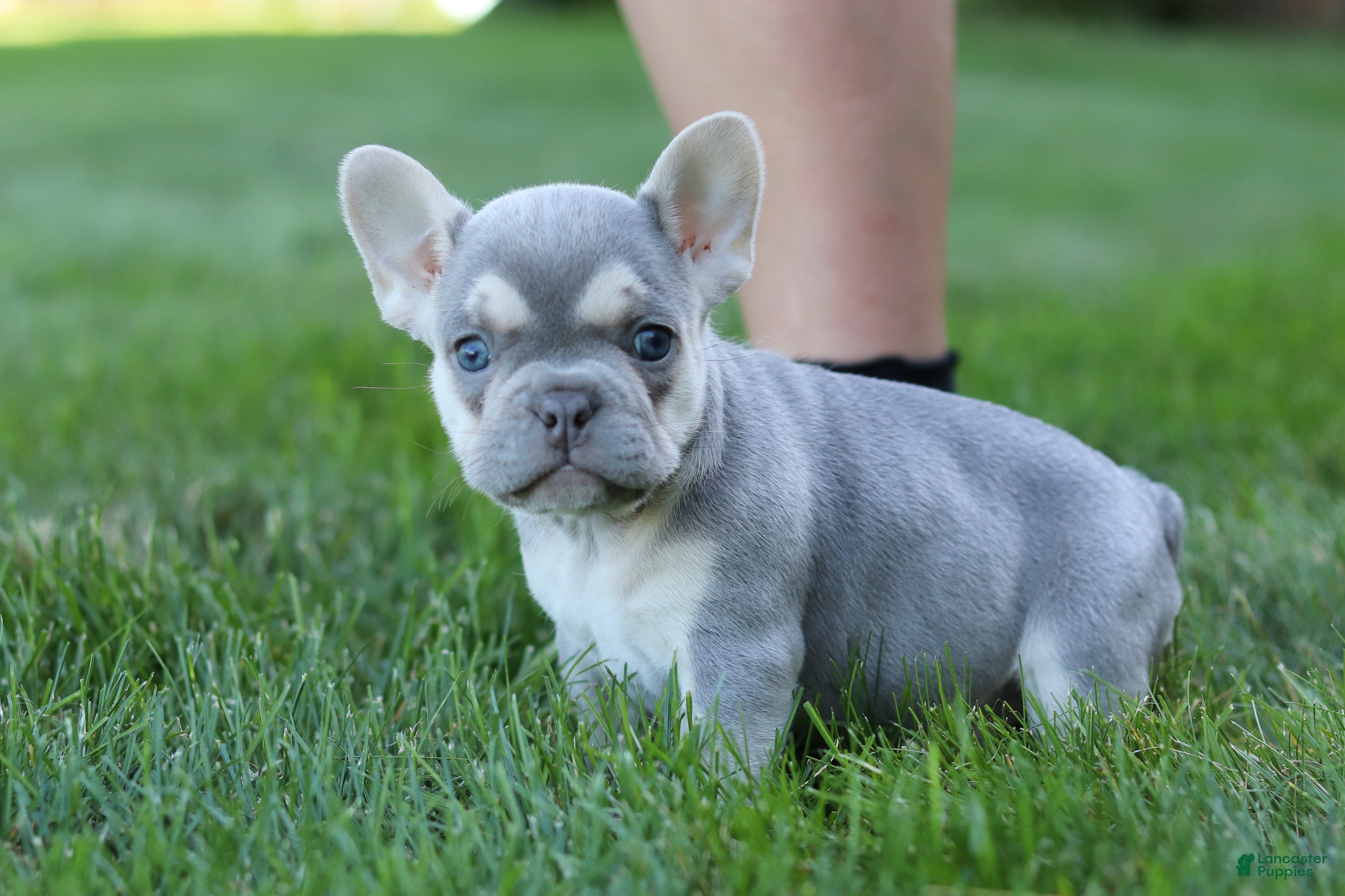 French Bulldog dogs for sale: Poppy - Ad 16