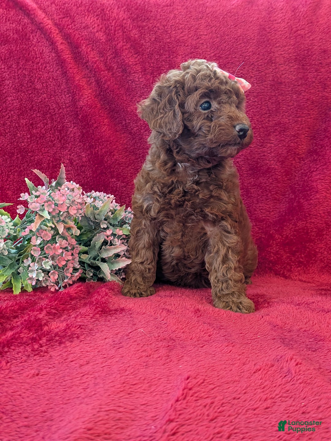 Miniature Poodle dogs for sale: Peppa  - Ad 2
