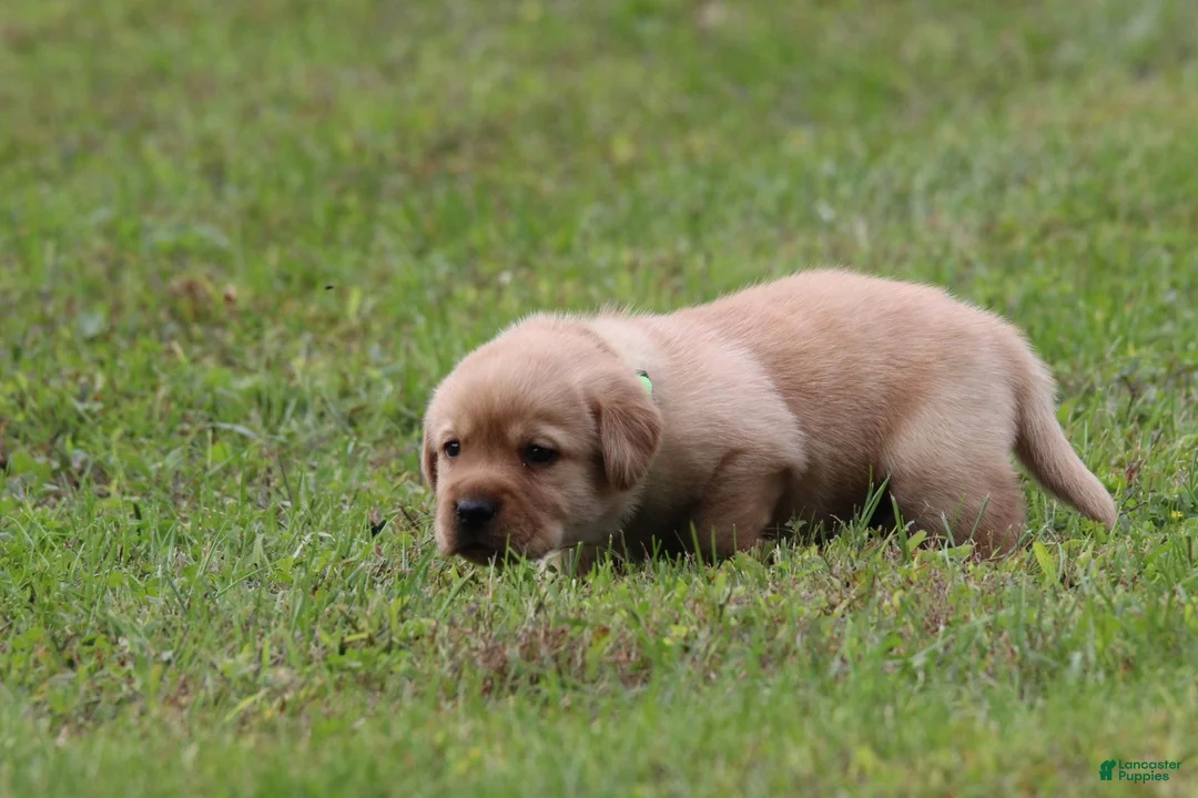 Labrador Retriever dogs for sale: Labrador Retriever 2 - Ad 7