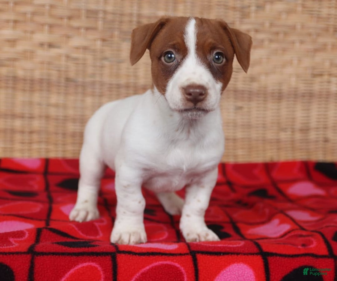 Gallery Image {{count}}