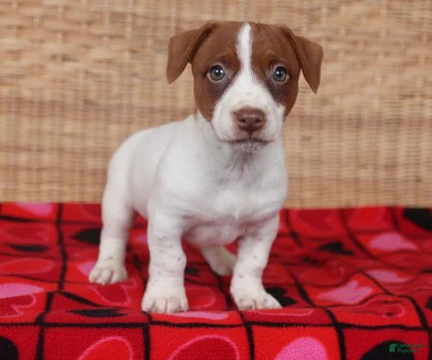 Gallery Image {{count}}