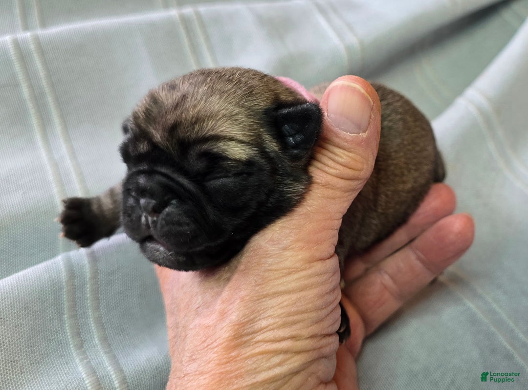Pug dogs for sale: Norma Jean - Ad 1