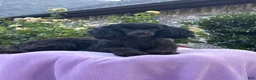 Miniature Poodle dogs for sale: Miniature Poodle 1 - Ad 3