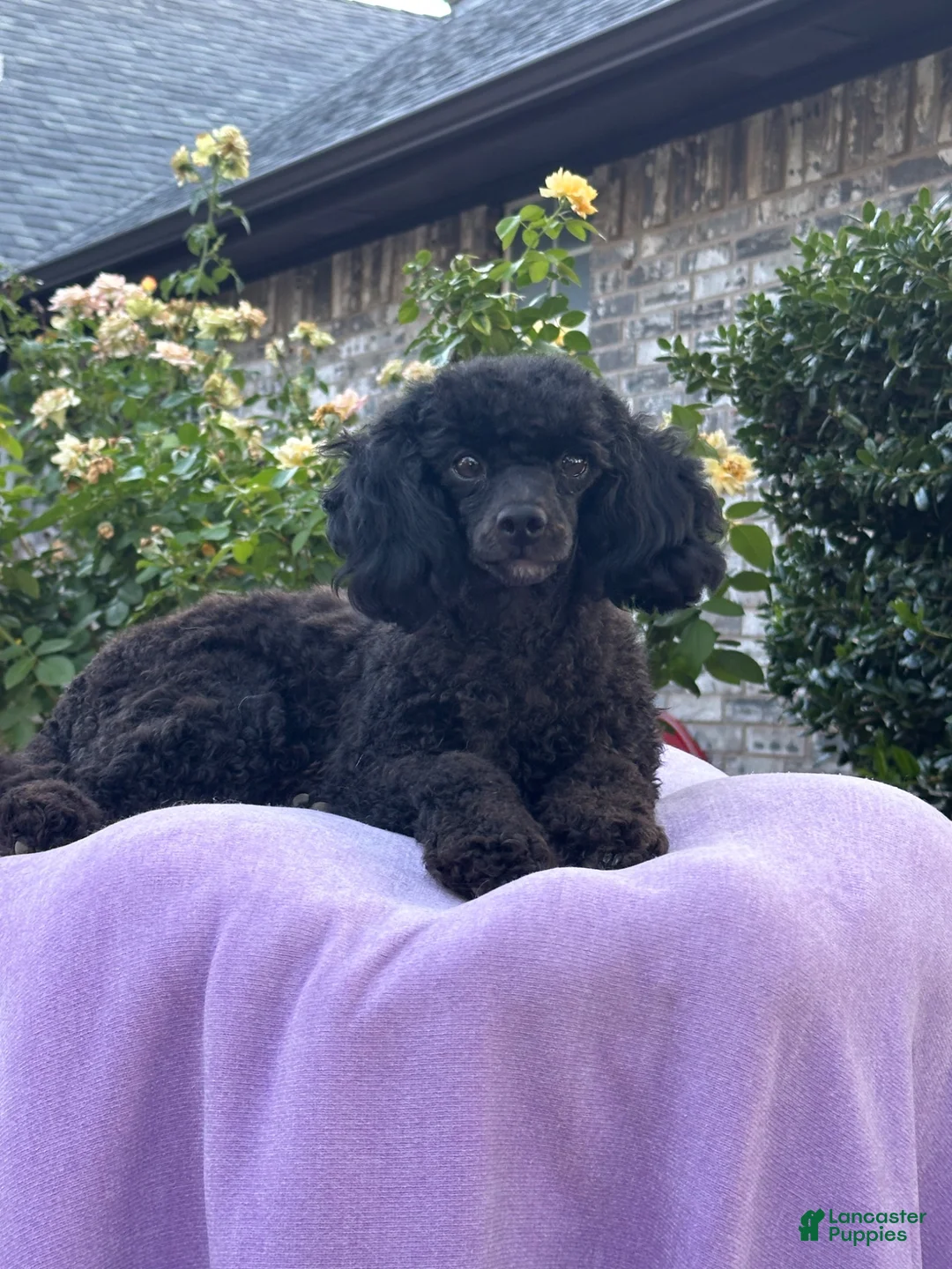 Miniature Poodle dogs for sale: Miniature Poodle 1 - Ad 3