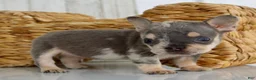 French Bulldog dogs for sale: Justin - Ad 3