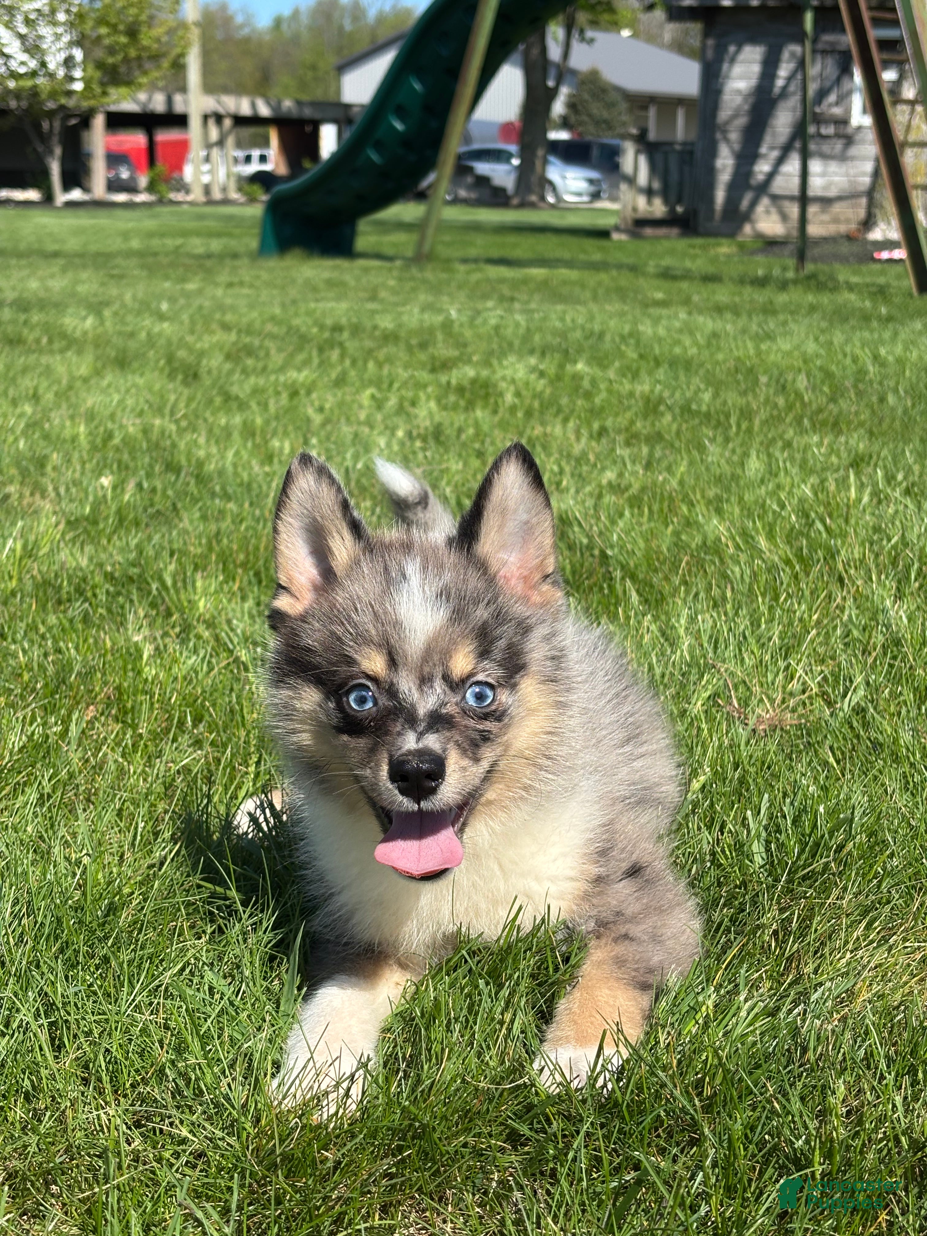 Pomsky dogs Danny - Ad 2