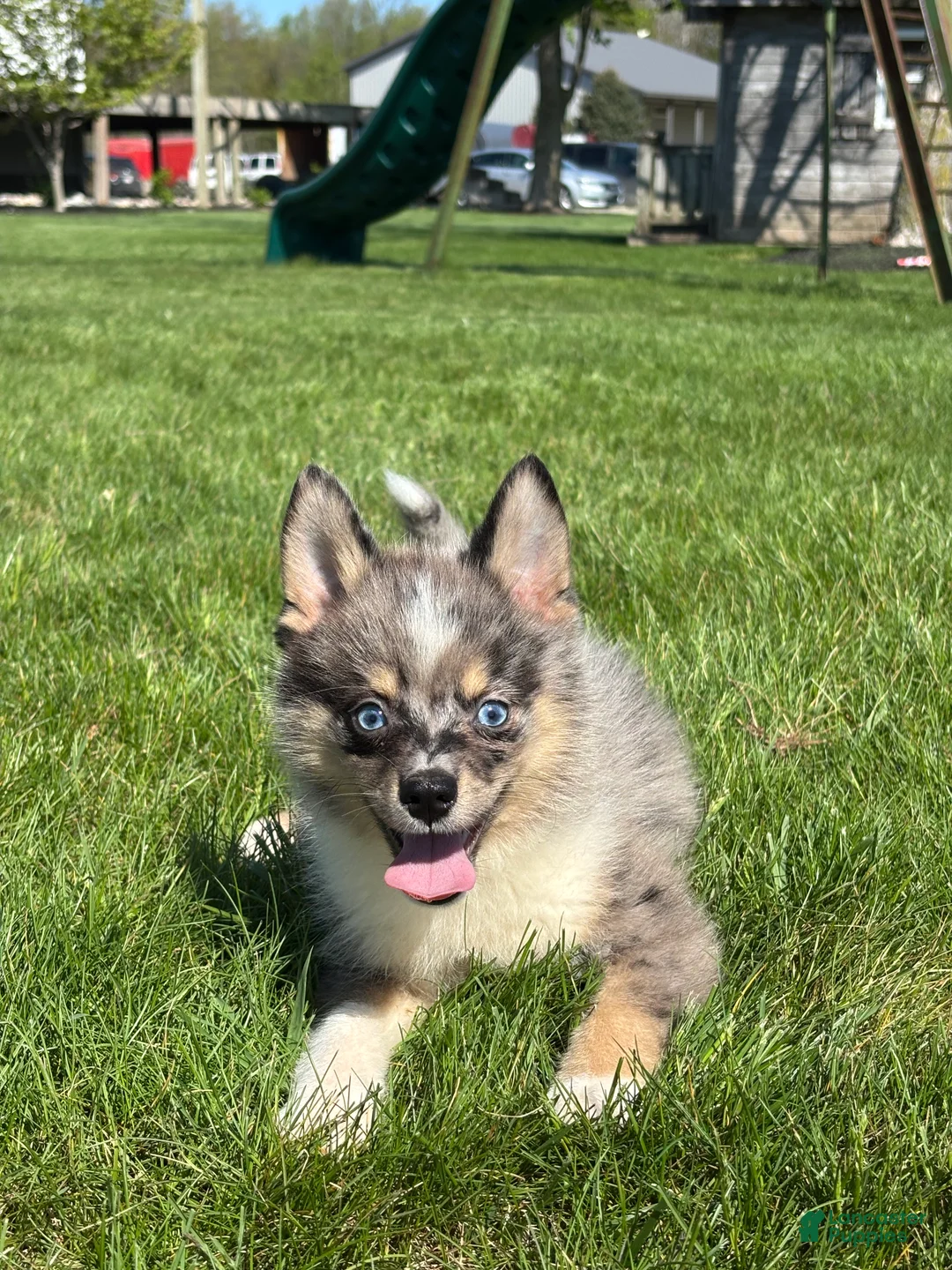 Pomsky dogs for sale: Danny - Ad 2
