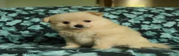 Pomeranian dogs for sale: Fawn - Ad 5