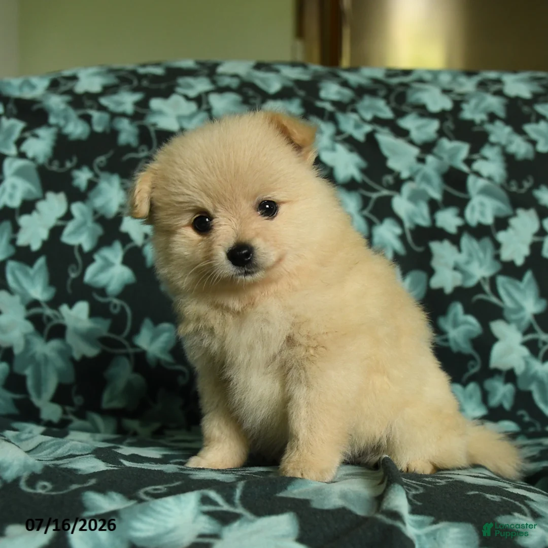 Pomeranian dogs for sale: Fawn - Ad 5