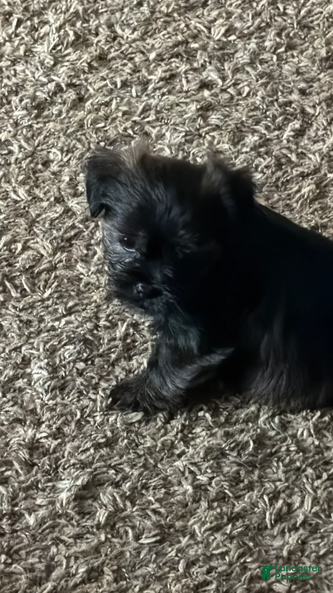 Shorkie dogs for sale: Lola - Ad 2