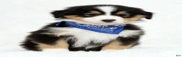 Australian Shepherd dogs for sale: Leo - Ad 5