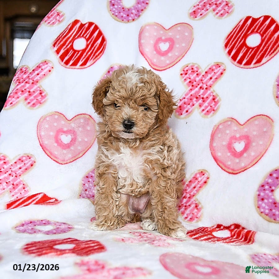 Toy Poodle dogs Jasmine - Ad 30