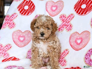 Toy Poodle dogs Jasmine - Ad 30