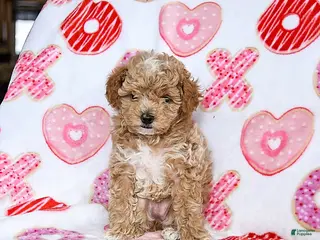 Toy Poodle dogs Jasmine - Ad 30