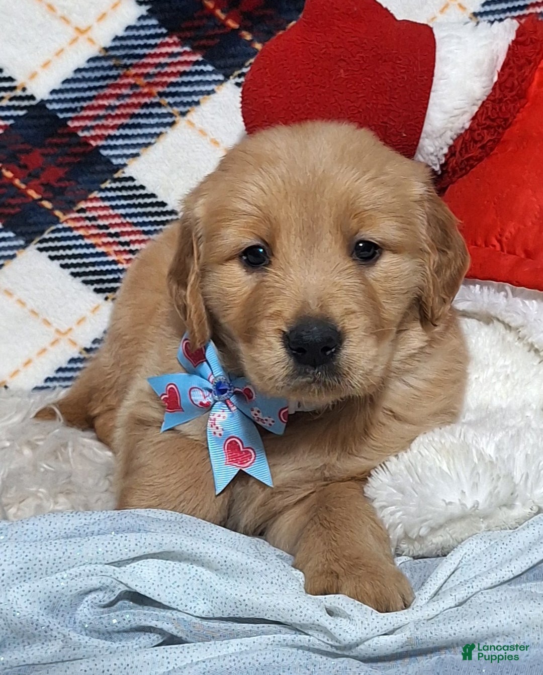 Golden Retriever dogs for sale: Anthony - Ad 3