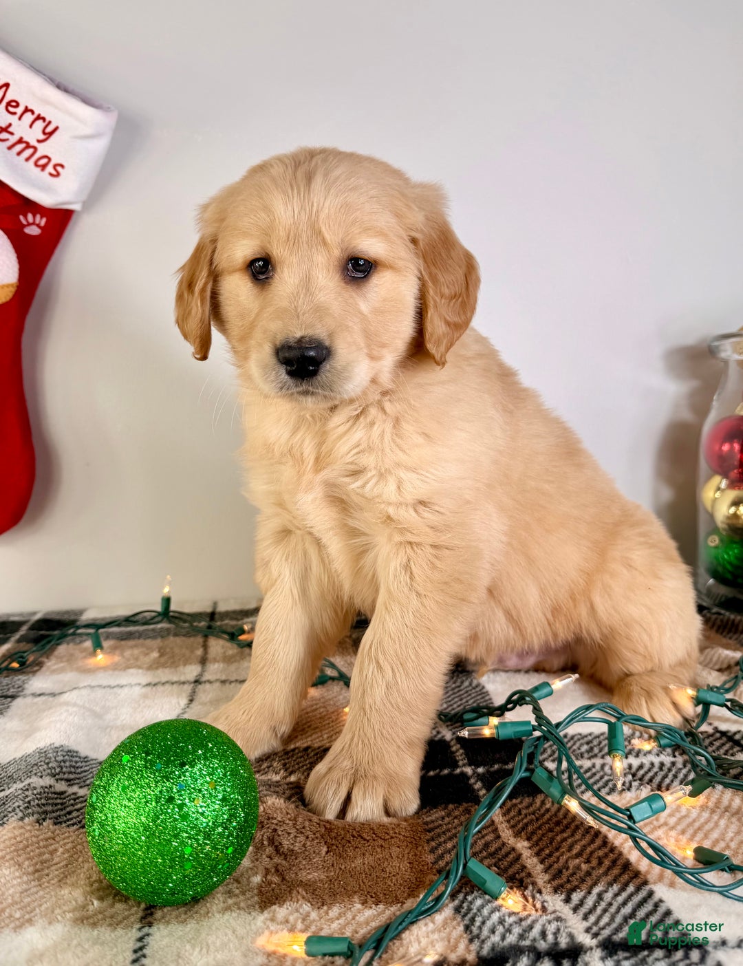 Golden Retriever dogs for sale: AKC Gordie - Ad 6