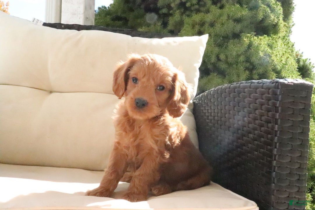Mini Goldendoodle dogs for sale: Adam - Ad 3