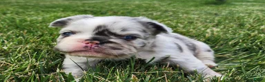 Josie