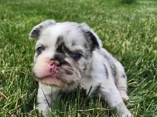 French Bulldog dogs Josie - Ad 31