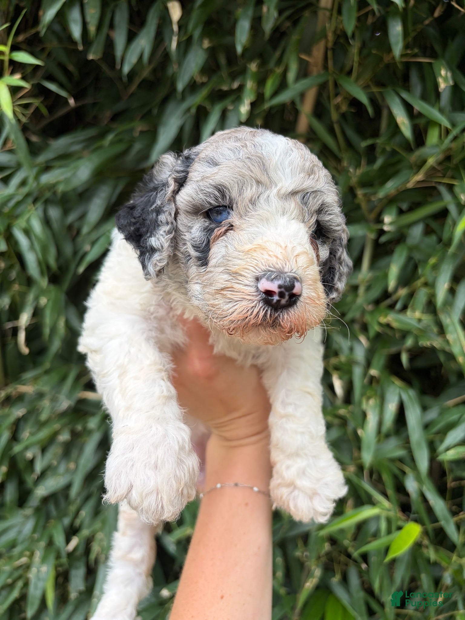 Goldendoodle dogs Goldendoodle 3 - Ad 14