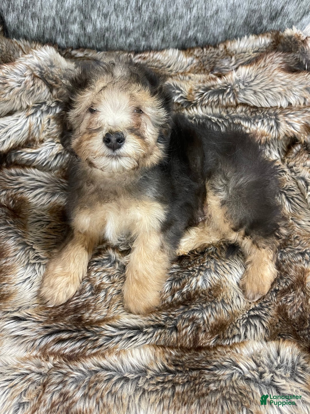 Mini Bernedoodle dogs for sale: “Chevy” Sable male - Ad 7